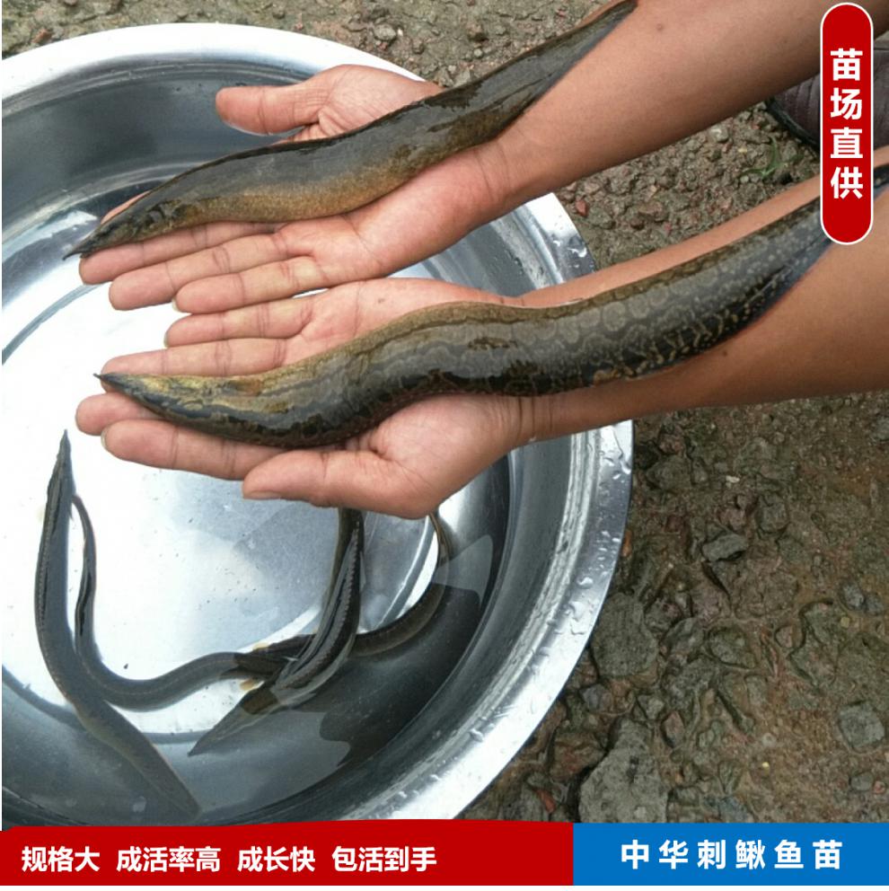 中華刺鰍魚苗中華大刺鰍淡水刀鰍苗沙鰍魚鋼鰍刀鰍石錐魚苗35釐米30條