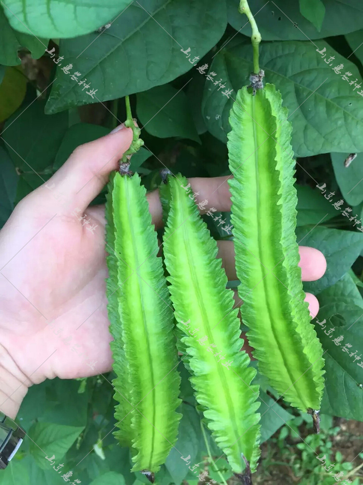 四稜豆種子四角豆種孑香龍豆四季四稜豆角爬藤蔬菜種籽四菱豆30粒裝