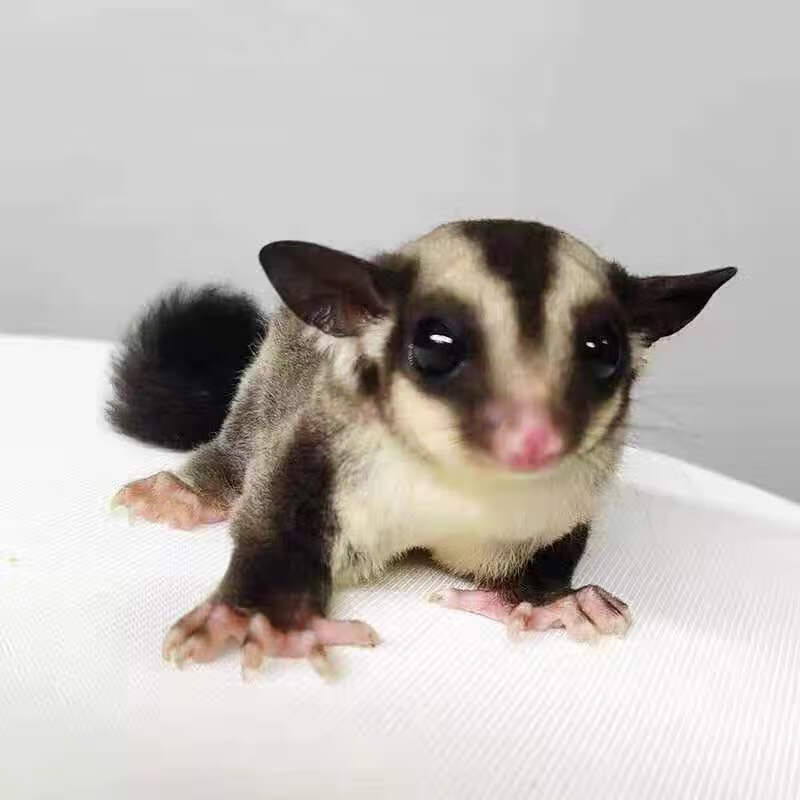 领养蜜袋鼯活体幼崽蜜袋鼬口袋小飞鼠白脸纯白马赛克公母玩家粮食朴彩