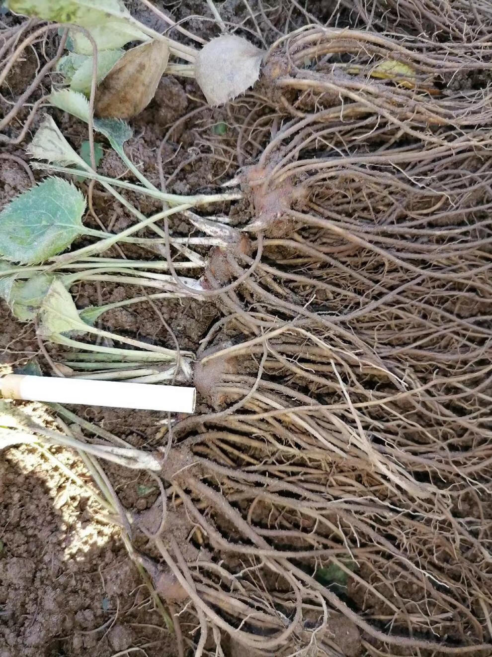 姜芮陕西苍术种苗北苍术种苗朱砂点苍术中种苗标准2年1000颗100个六两