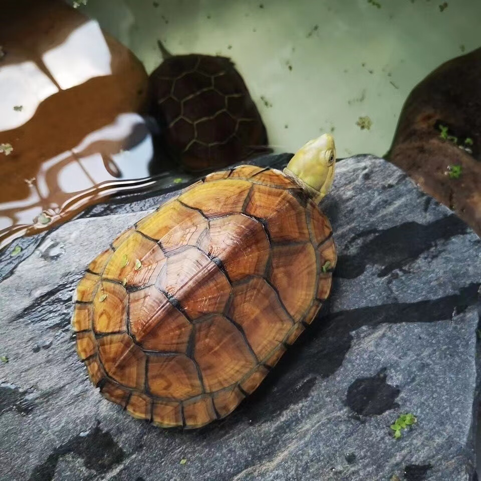 倘沭湾 纯正皖南种三黄小青龟石金钱龟苗活物小宠物乌龟龟非标定制 6