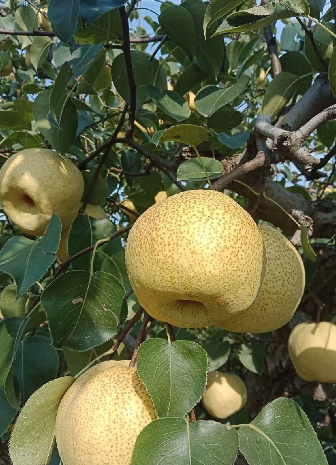 宁陵酥梨 河南商丘特产谢花酥梨贡梨石桥金顶老树秋梨白酥梨子水果当
