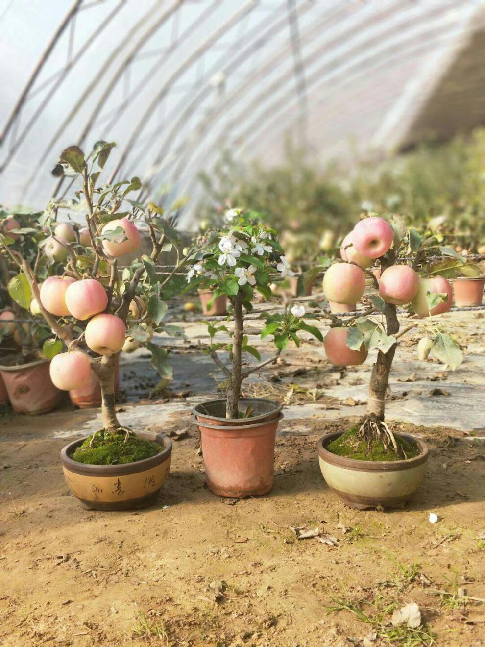 千颂园 矮化苹果树盆栽地栽带果嫁接南北方种植黑钻盆景树桩苗当年