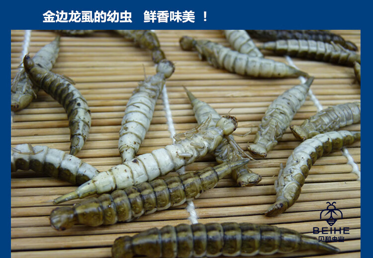 新鲜金边龙虱幼虫水蜈蚣鲜香味美食用昆虫油炸烧烤虫子500克【图片