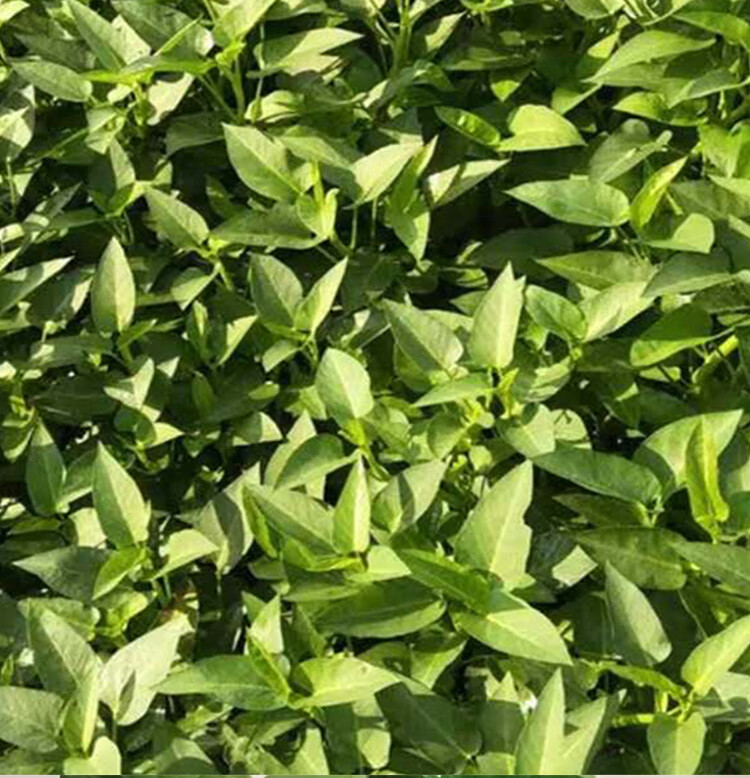 空心菜新鲜2斤3斤重庆农家藤藤菜蕹菜蓊菜通心菜无