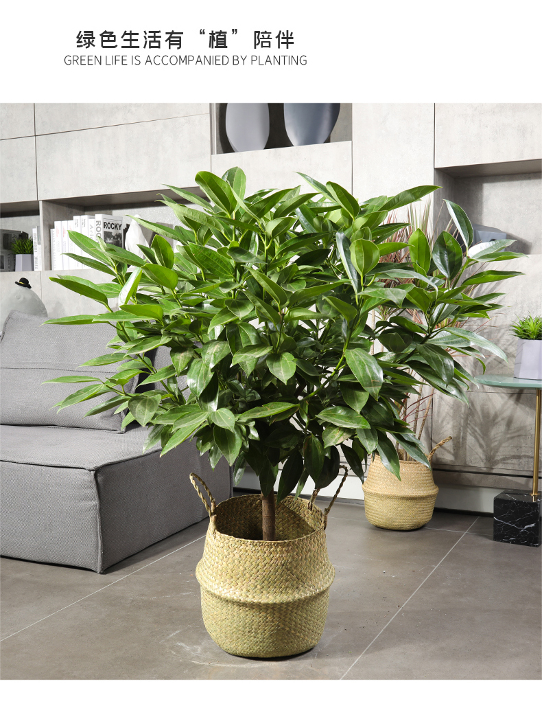 大型绿植平安树盆栽大客厅幸福树四季常青绿色植物新房家用大植物平安