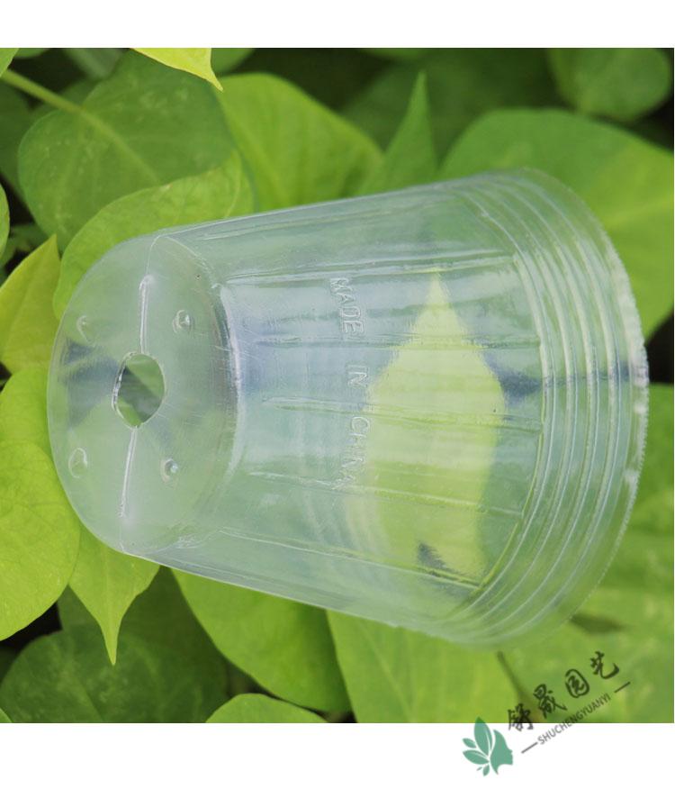 5寸加高4寸5寸透明营养钵育苗蝴蝶兰专用软塑料杯铁皮石斛种植 【30个