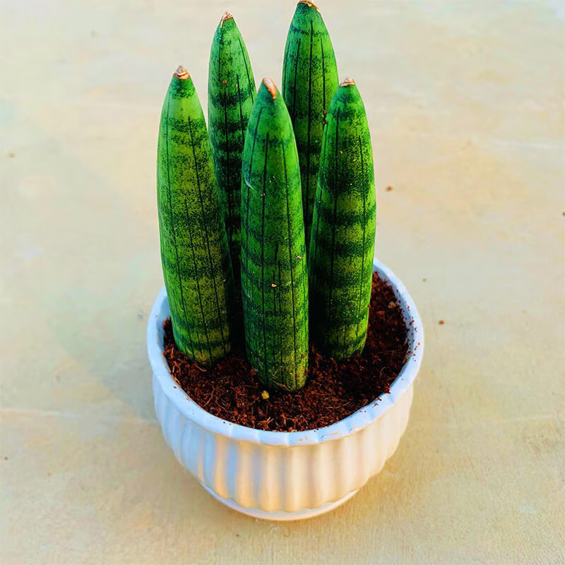 上新稀有品种佛手虎皮兰植物盆栽圆叶虎尾兰裸苗风桌面办公室绿植新品