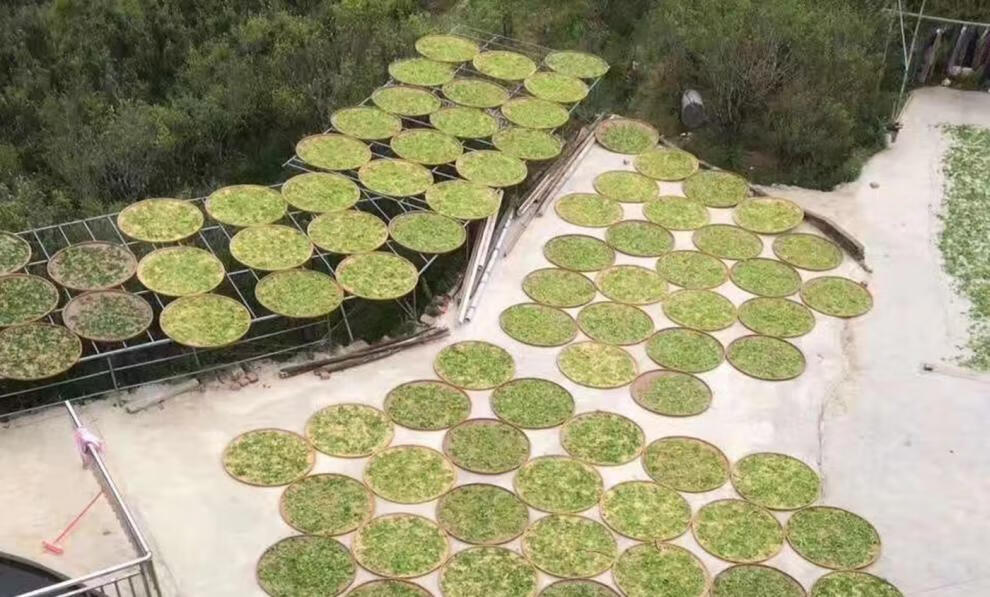 5折 萃隐乌龙茶潮州茶叶批发乌岽单丛锯朵仔500g 雪片【中火】500g