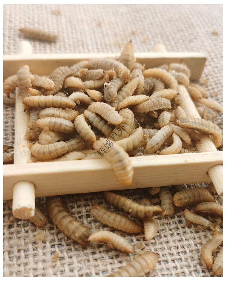60化氏一味旗舰同款蛆虫活虫野钓黑水虻活体幼虫活体