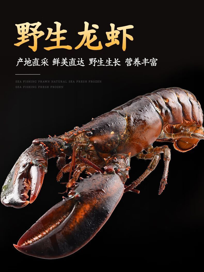 鲜水产澳龙冷冻龙虾加拿大海鲜波龙特大3-5斤1只 3斤一只【图片 价格
