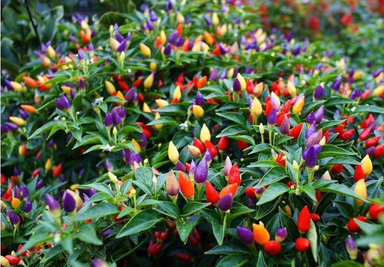 寿光蔬菜辣椒风铃观赏椒种子蟠桃椒特辣泡椒番茄盆栽菜园观光 麻辣圆