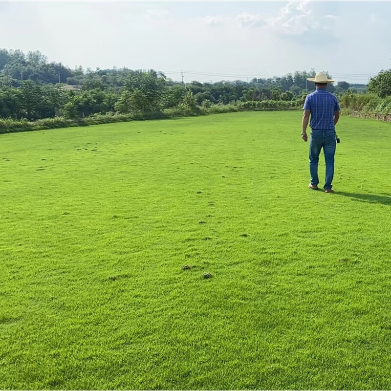 天鹅绒种子草坪草籽四季青庭院绿化细叶柔软耐寒美观高尔夫耐践踏花乡