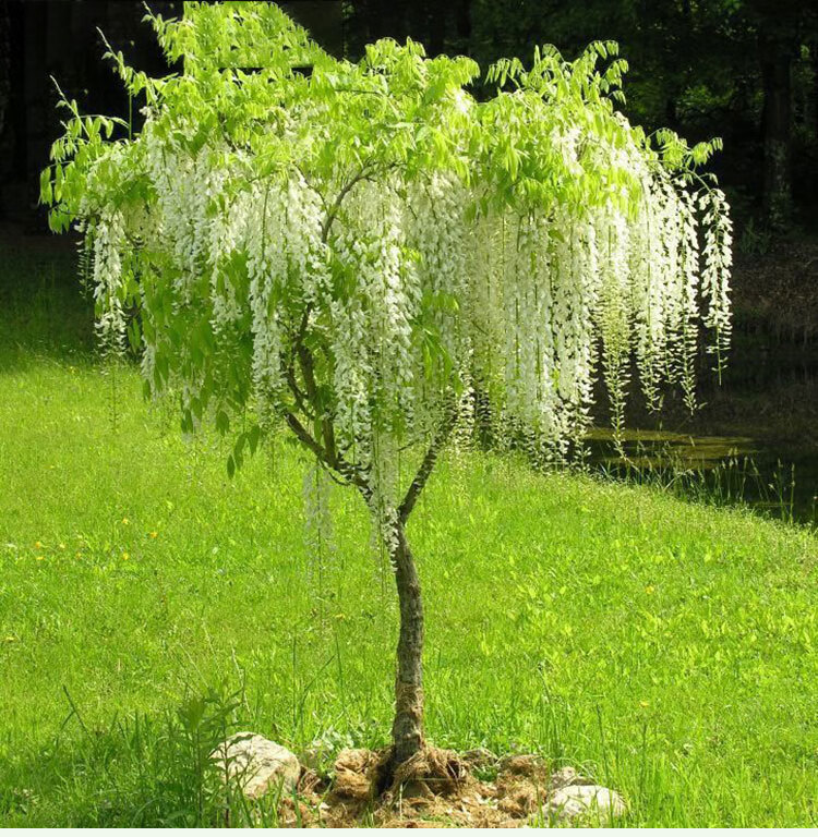 畷園紫藤花樹苗爬藤植物四季開花老樁紫藤蘿爬藤瀑布庭院陽臺攀援盆栽