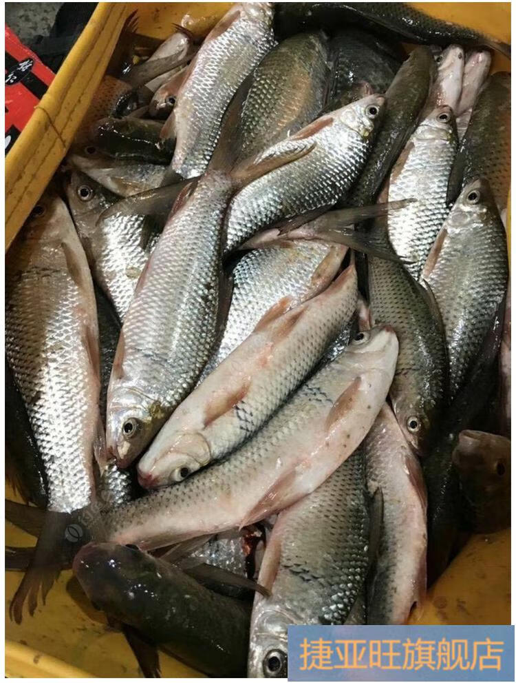 釣魚小藥鯪魚餌料石鯪泰鯪土鯪套餐湖庫野釣鯪魚餌料專攻添加劑新品一