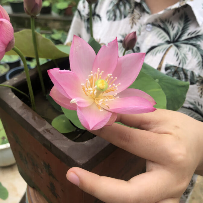 品牌 巧艺 春枝韵 宜家花卉 御春阁 chuangshiji 更多>>品牌: 芊阙