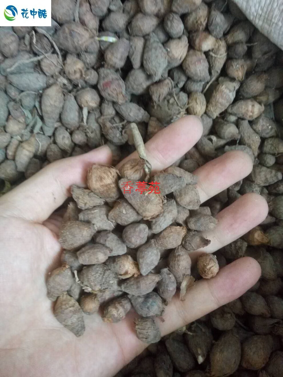 元冬独角莲种子 丁独豆独角连(莲)丁独豆独角连(莲)独角莲新鲜种子 10