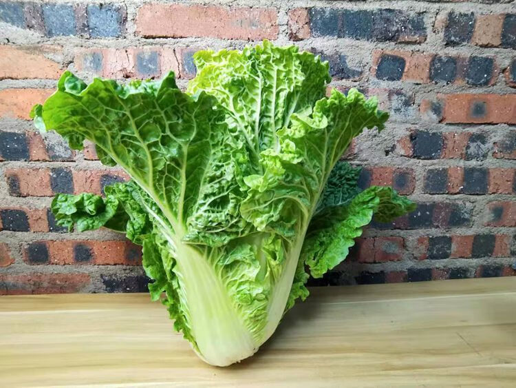 媚调 贵州青麻叶白菜农家老品种大白菜新鲜蔬菜火锅青麻菜露天包心