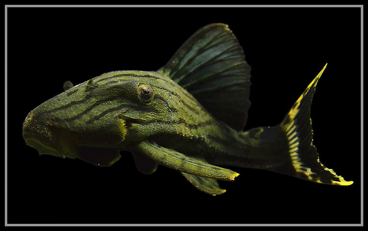 绿皮皇冠豹异型鱼活体白金哥白哥绿蓝眼皇冠豹钻石金线幽灵皇冠豹  l