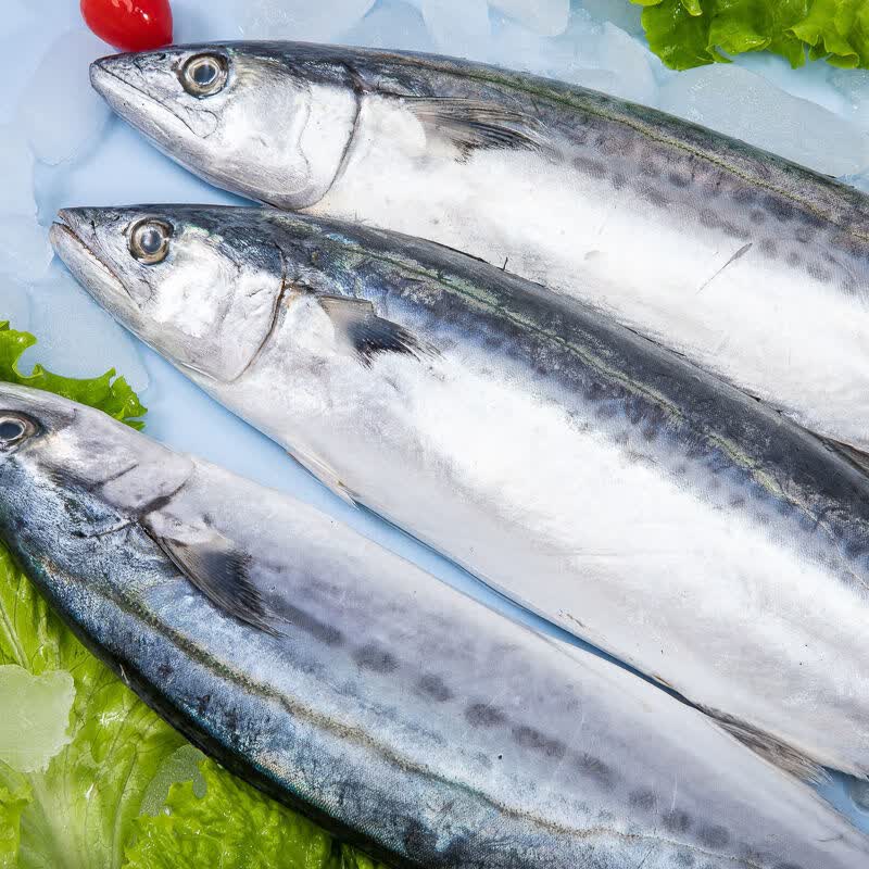 大鲅鱼青岛马鲛鱼新鲜海鱼海捕鲜活冷冻饺子馅海鲜燕尾鲅鲅鱼 精品