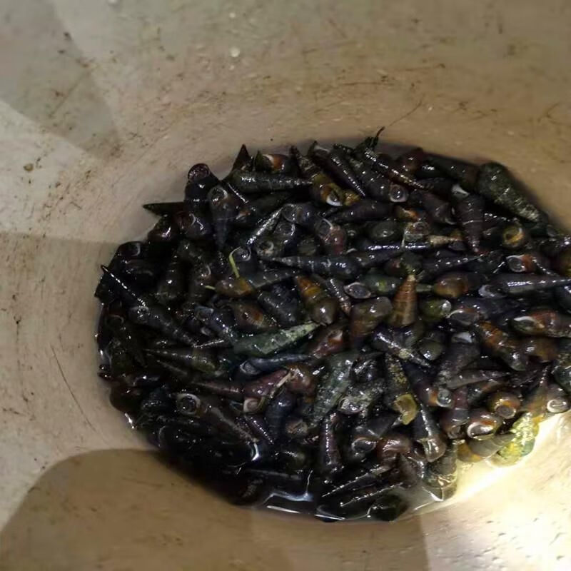 的山坑螺新鲜包活钉螺长螺石螺田螺坑螺黑螺 5斤小螺【图片 价格 品牌