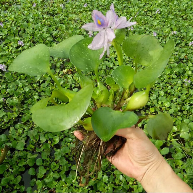 水葫芦水生植物新鲜种苗大棵带根好成活浮萍水质净化美观浮漂水芙蓉50