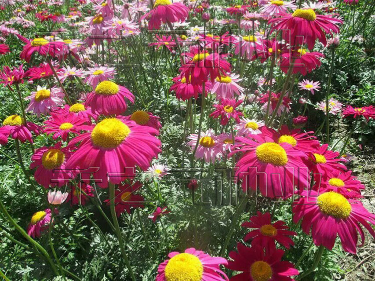 除虫菊图片(除虫菊对人体的毒性)