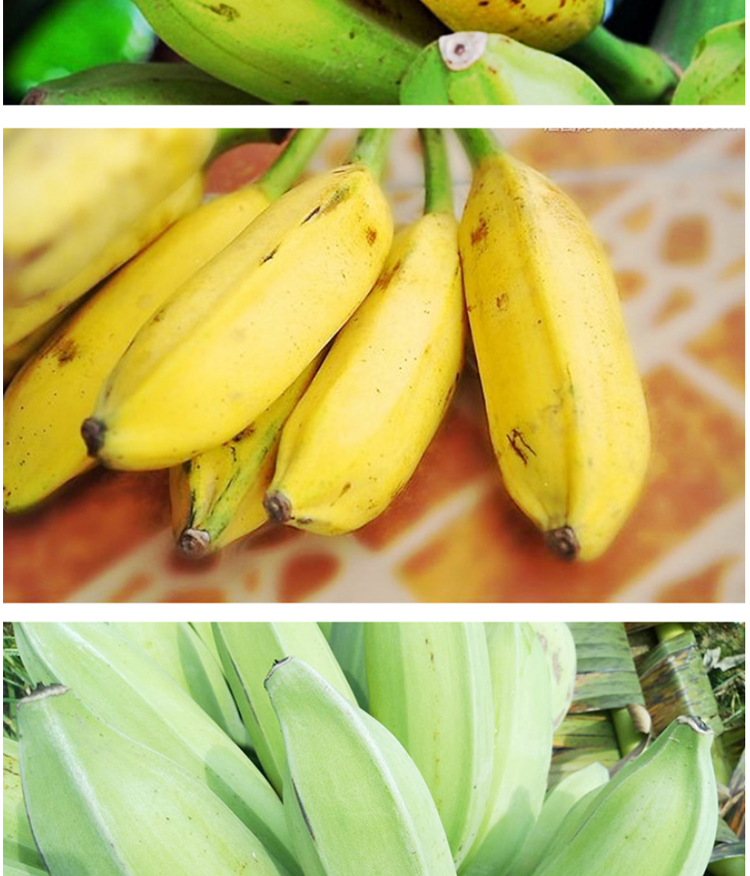 广东新鲜芭蕉香蕉高州大芭蕉酸甜牛角蕉巴焦25kg新鲜水果