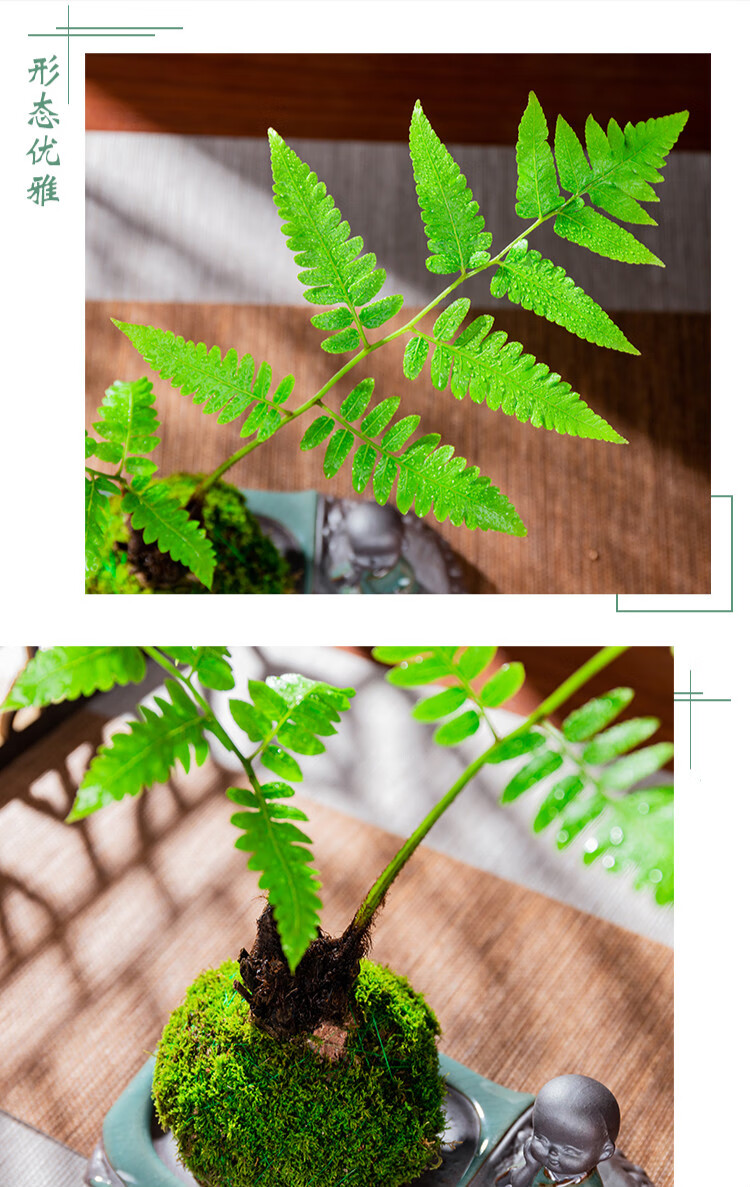苔藓球栽鳞毛蕨蕨类植物花卉盆栽书桌摆件盆景微景观室内四季易活苔球