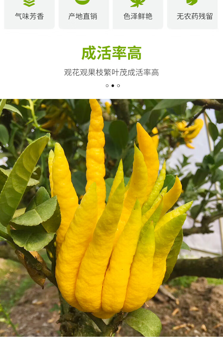 佛手苗金佛手樹苗帶花果四季陽臺室內盆栽庭院種植佛手柑當年結果 七