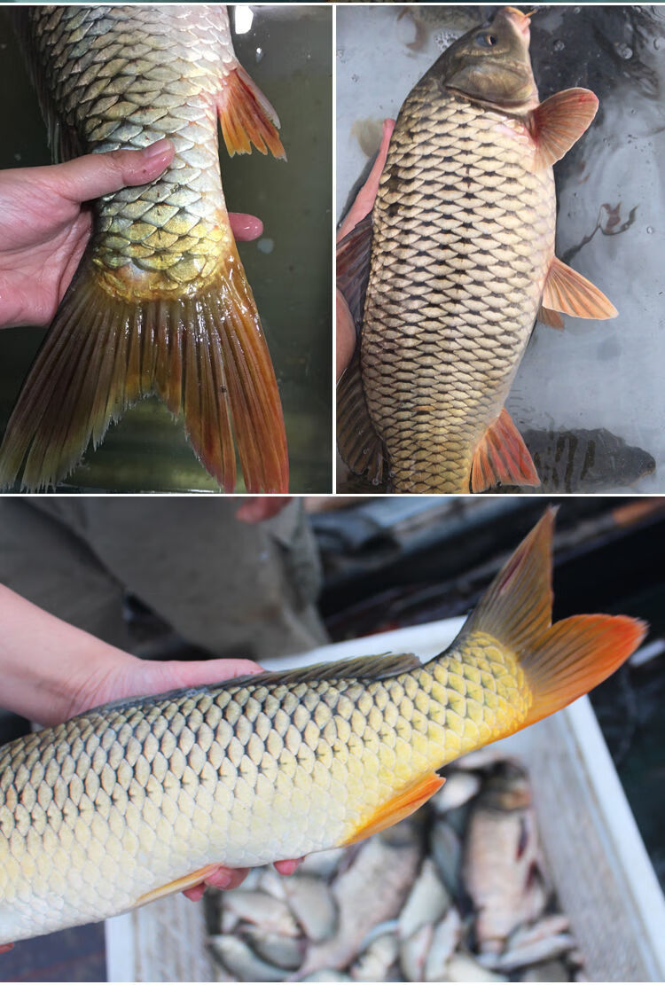 新鲜净膛鲤鱼鲜活现杀淡水产鱼有机鱼段烧烤水煮鱼 净膛600-800克/条