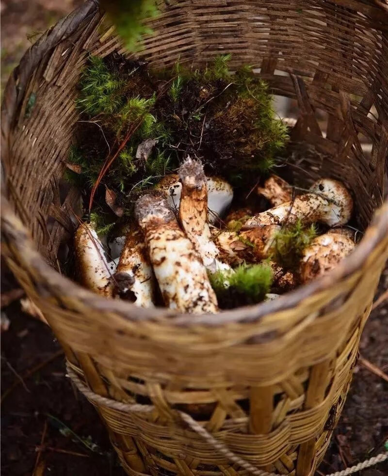 雅江新鲜松茸批发煲汤刺身未开伞500克顺丰冷链新鲜到家 宏嘉睿