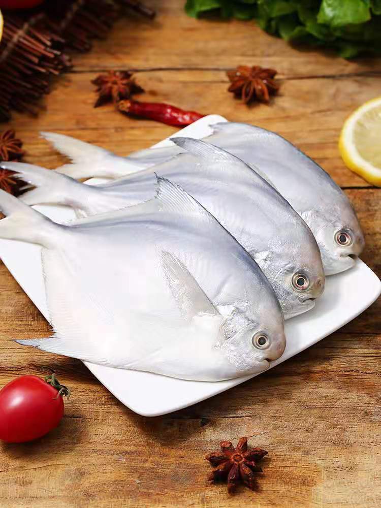 银鲳鱼东海舟山银鲳鱼大号鲳鱼新鲜鲜活速冻鲳鱼生鲜莫尔加德6斤装