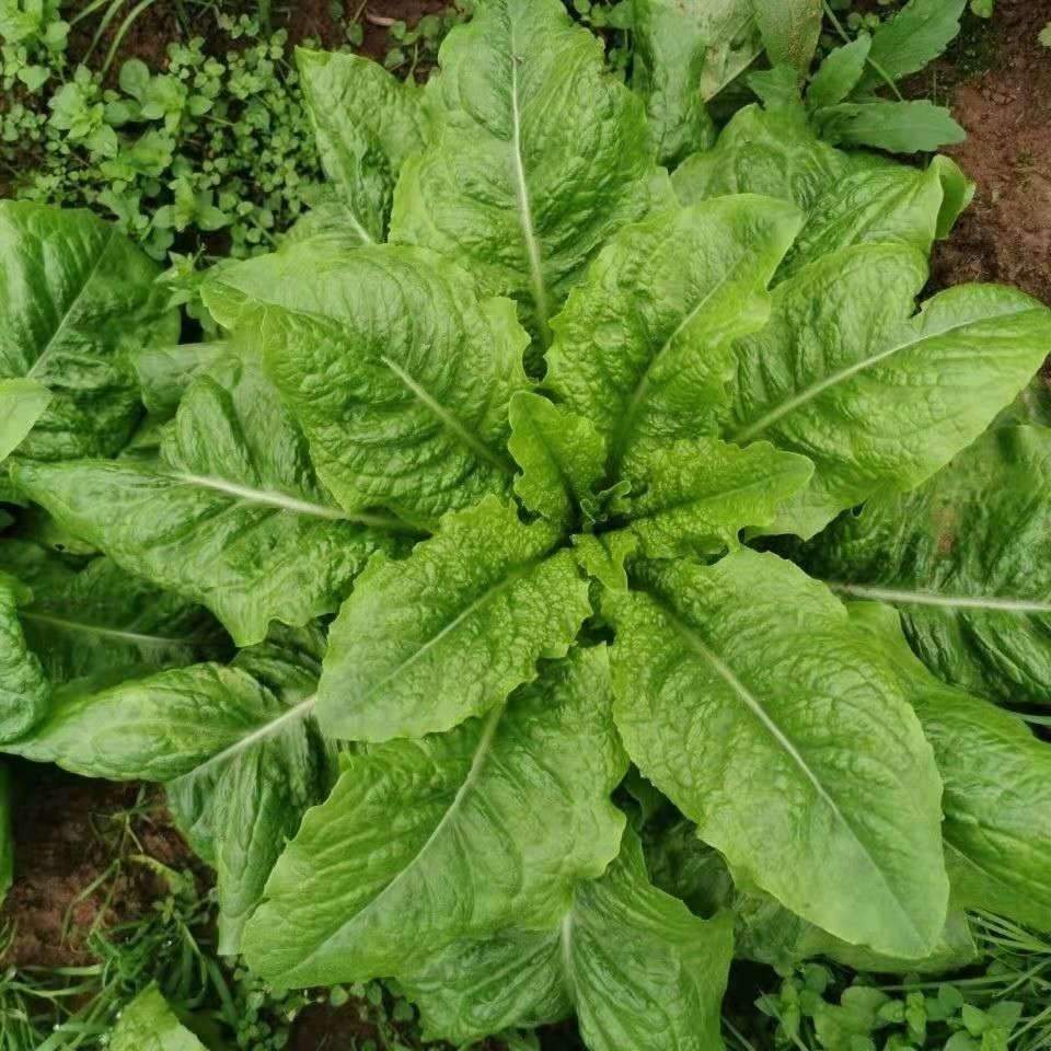 葉用萵苣麻菜萵雞菜香香菜種子四川夏秋季蔬菜種子生菜 皺葉萵麻菜籽