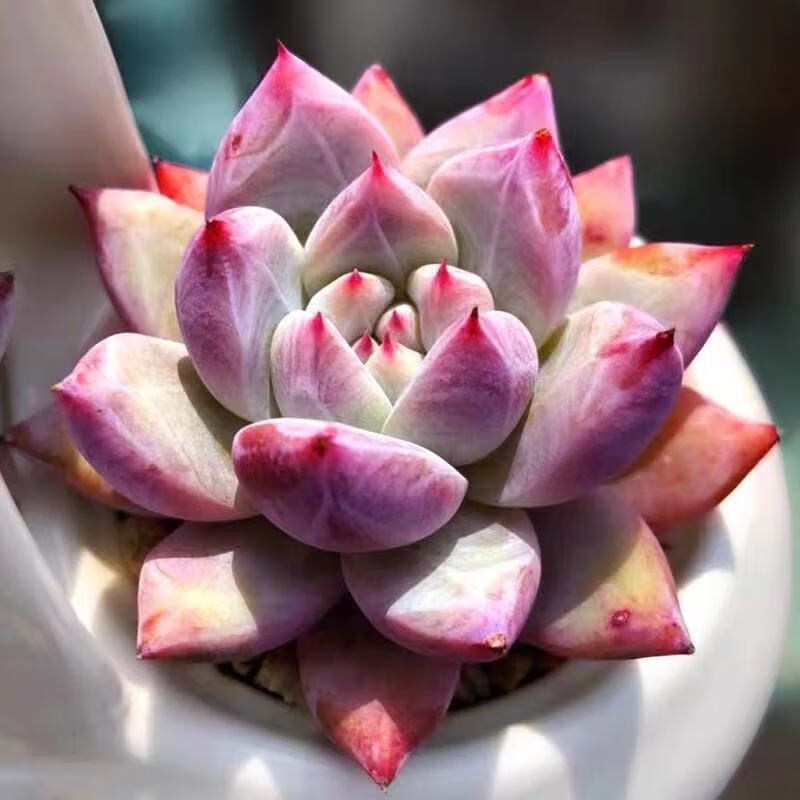 多肉多肉植物北极熊墨西哥巨人野卡血斑多肉耐寒室内阳台办公室花卉