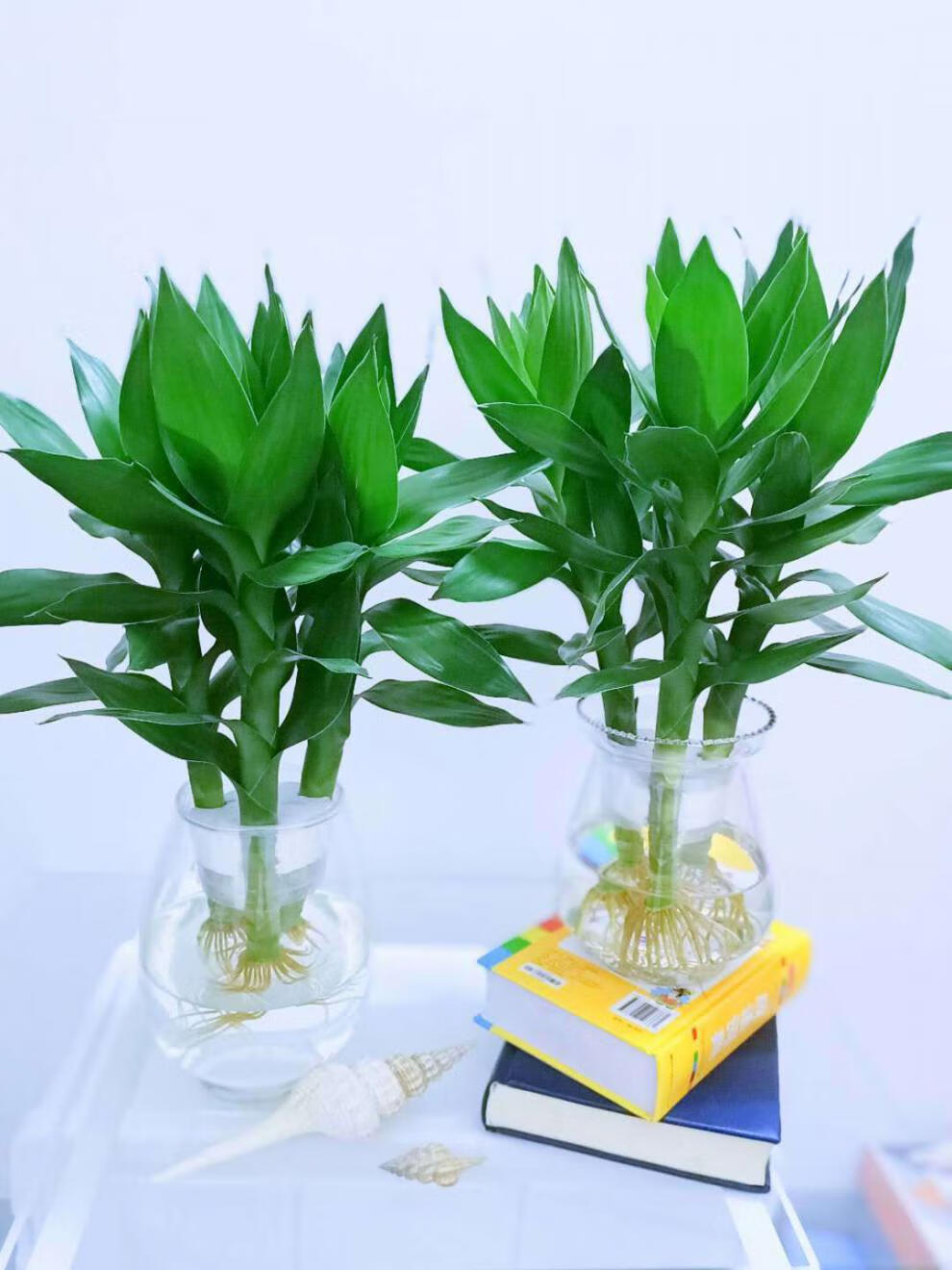 精选现发水培观音竹绿植盆栽富贵竹莲花竹水养长青植物室内客厅净化