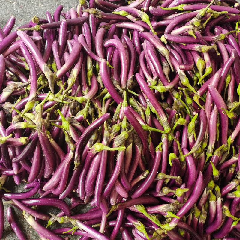 新鲜茄子长茄子细紫线茄土茄子福建蔬菜农家自种现摘茄瓜135斤1斤茄子