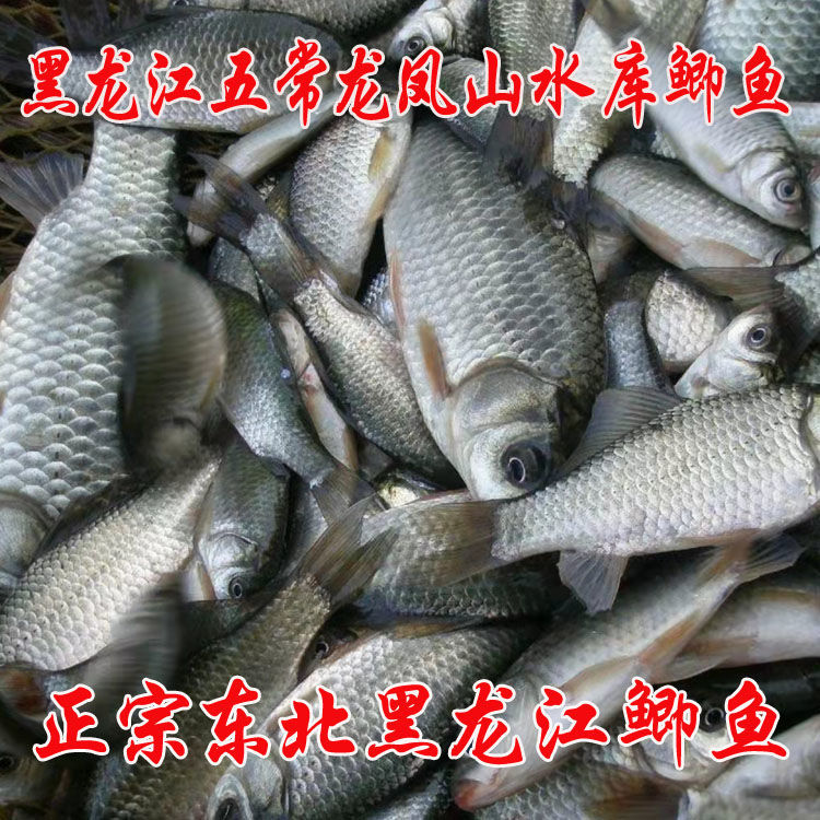 lism正宗東北特產三道鱗魚鯉魚鯰魚鯽魚泥鰍魚噶牙子魚鮮活速凍淡水魚