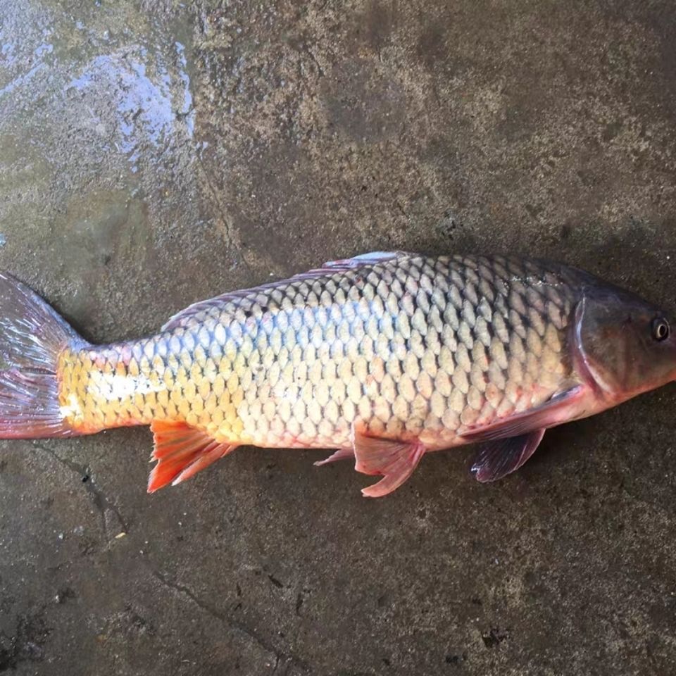 新鮮鯉魚1斤起正宗江蘇水鄉鮮活四鼻鯉魚大魚現殺淡水魚15斤3斤