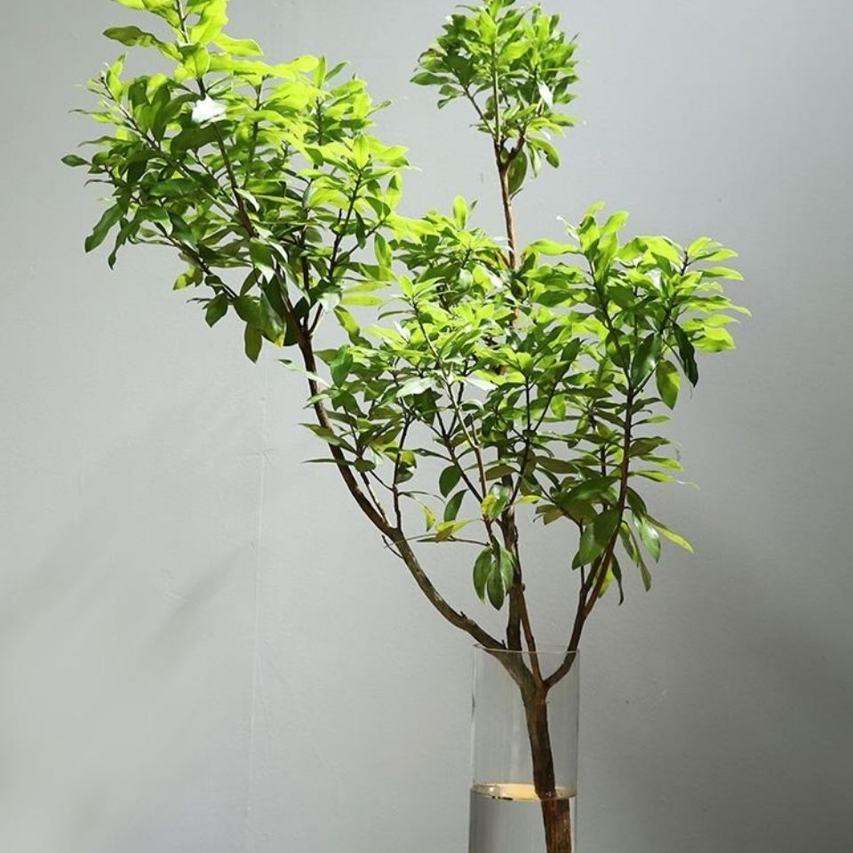 精选马醉木水培植物鲜切枝吊钟室内装饰绿植顺丰秋颖5060cm共三支