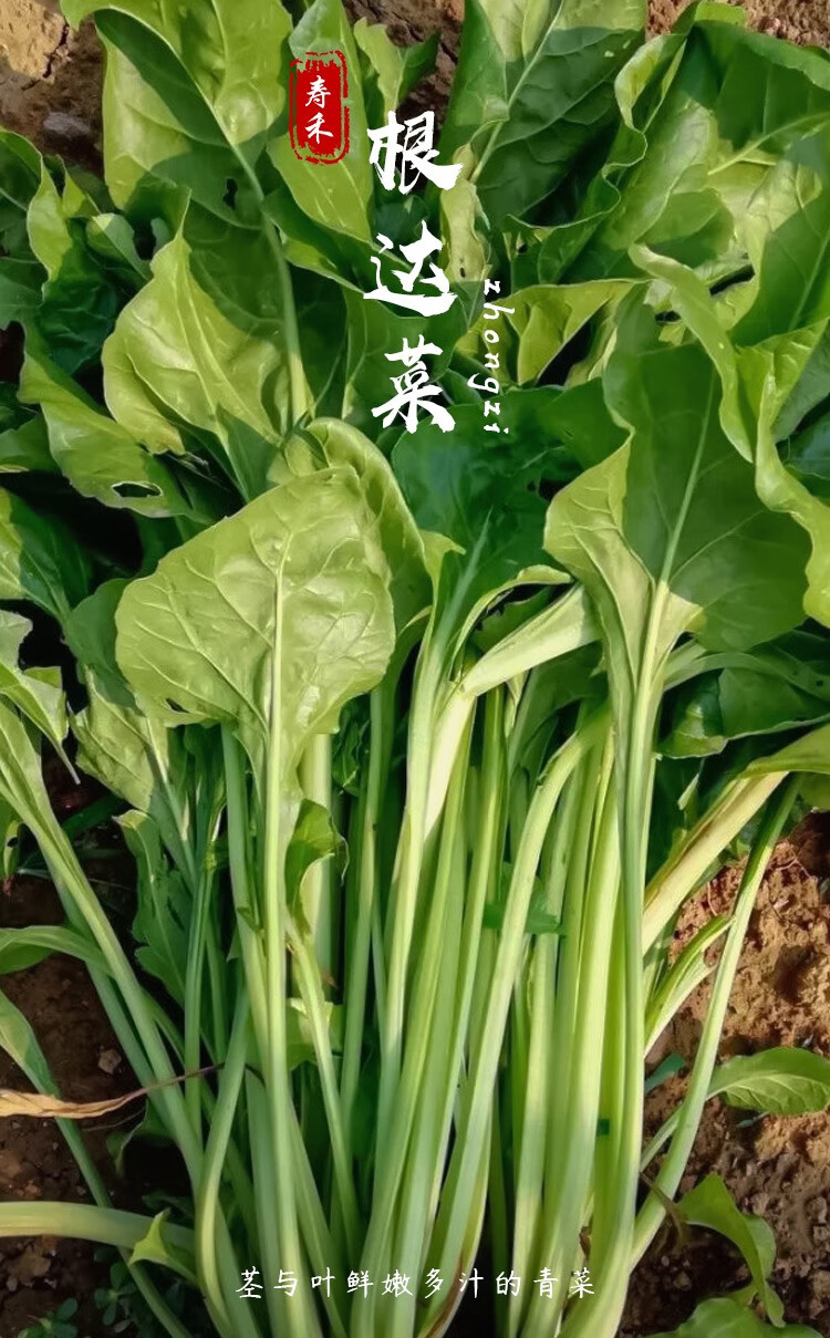 壽禾根達菜種子四季耐熱耐寒根瘩菜種籽根達菜種子8g