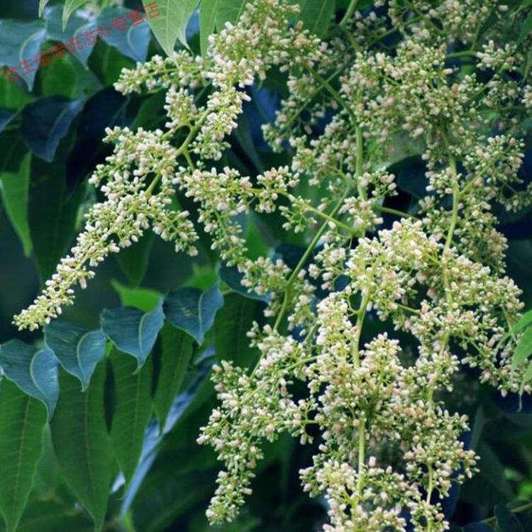 干货中药原材料椿树花 50克 另售 香椿果 香椿叶【图片 价格 品牌