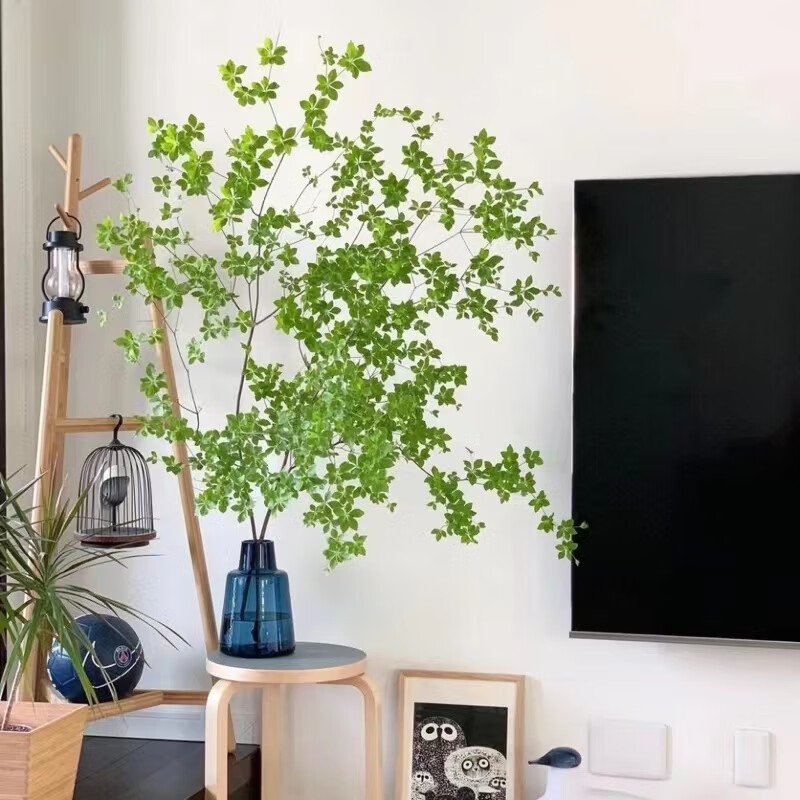 吊钟水培绿植 鲜切水养枝条 客厅植物花卉日式绿森林鲜花f6 吊钟100