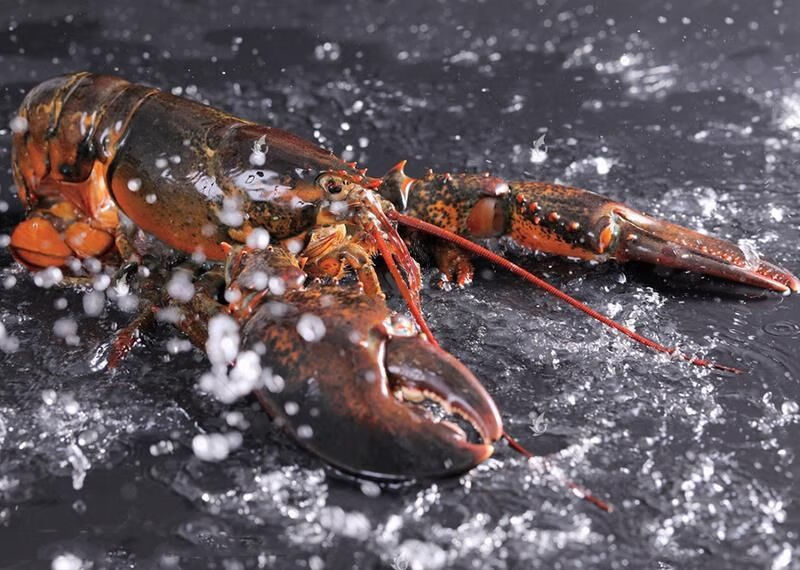波士顿龙虾鲜活速冻加拿大海鲜水产冰鲜大波龙特大1-15斤一只 2.1-2.