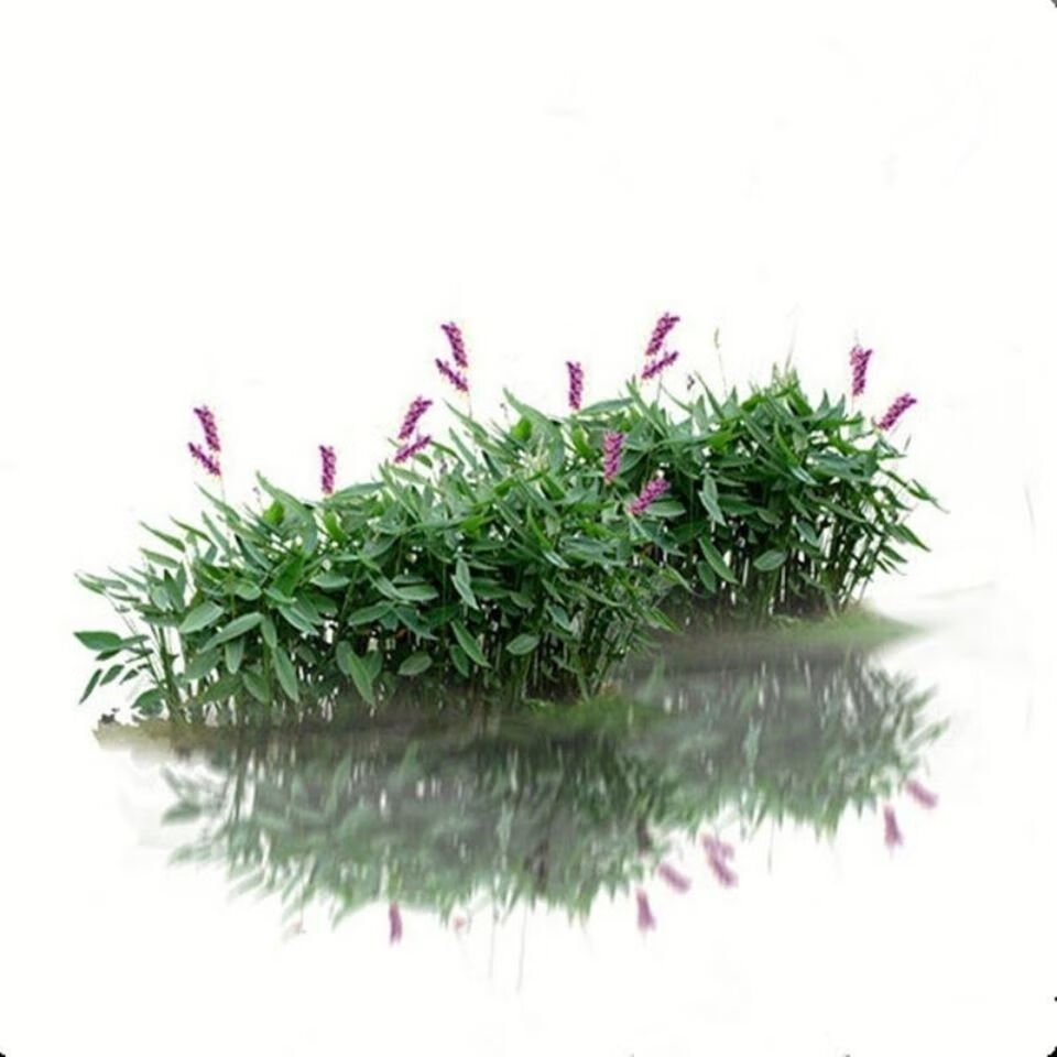 再力花种子水生植物花卉别名水竹芋水莲蕉多年生草本