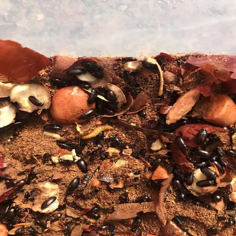 cmcm九龙虫活体幼虫长寿虫养生洋虫宠物虫长命虫药材喂养活虫 【】