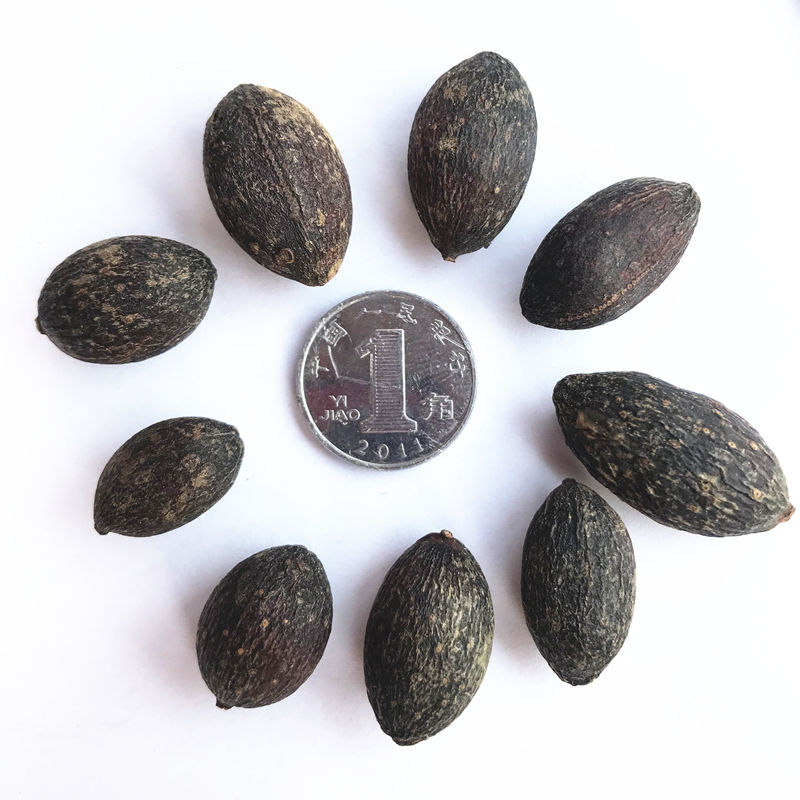 亏本卖啦葵树子500g葵树籽葵扇子葵扇籽蒲葵子蒲扇种子扇叶葵子中药材