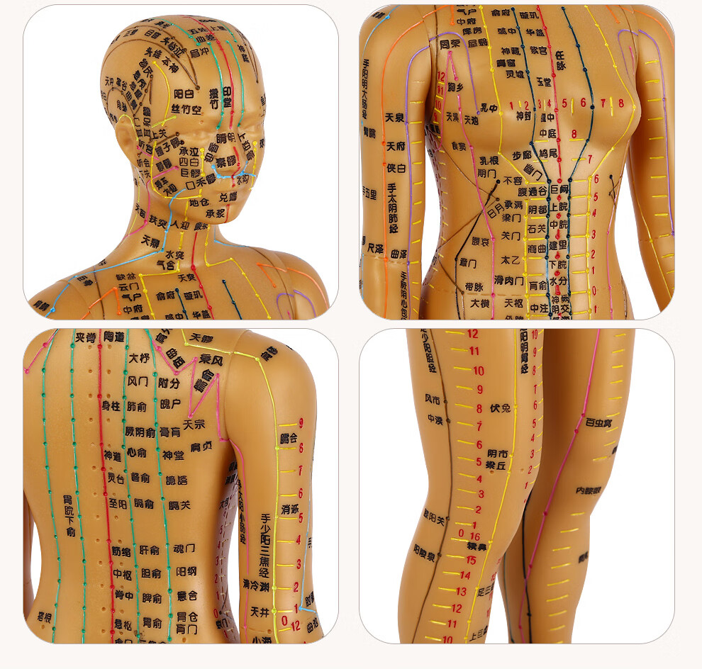 赫晨子彧ziyu硬模型中医经络图针灸人体穴位模型全身男女小人铜人纯铜