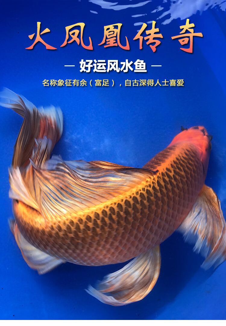 荣郁火凤凰锦鲤纯种龙凤观赏鱼淡水冷水好养金鱼活体蝴蝶鲤长尾三条