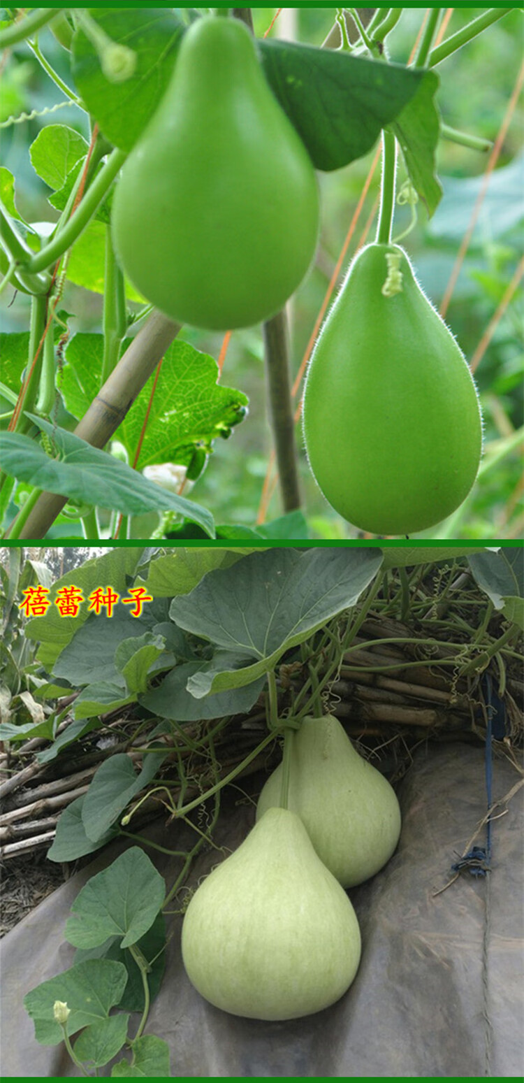 早生瓠瓜种子春秋季肉瓜短浦种籽葫芦瓜瓢瓜耐热高产